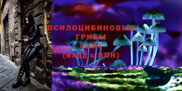 прущие грибы Абаза